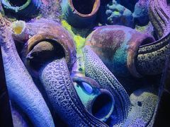 -太平洋海底世界