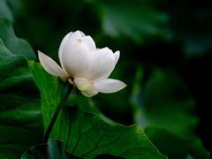 -四川大学(华西校区)