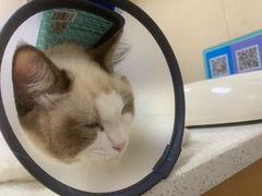 -安安宠医·臻爱宠物医院·宠保定点(营门口路分院)