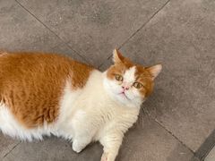 -飞行喵MR PILOT|猫舍·猫咖(静安大融城店)