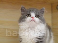 -momokira米努特·德文卷毛猫·棉花面纱犬