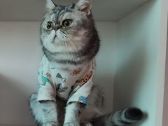 -楼上猫咖(罗湖店)