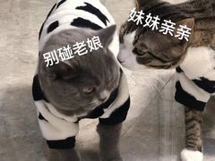 -lincat·猫舍(广州店)