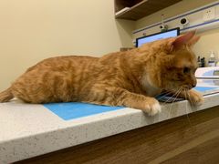 -萌兽医馆·犬猫专科·眼科中心·宠物医院(朝阳门分院)