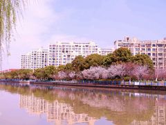 -高东镇樱花园