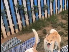 -趣玩宠物乐园寄养训犬训狗游泳池
