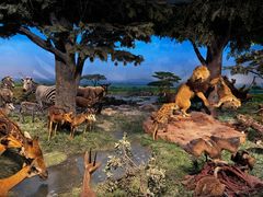 -国家自然博物馆