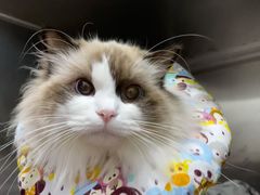 -萌兽医馆·宠物医院·猫骨科(创景店)