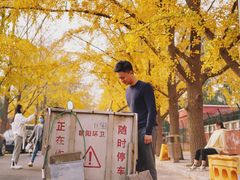 -三里屯东五街银杏大道
