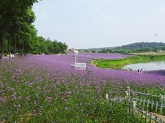 -大塘金香草谷