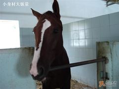 -松声马术俱乐部