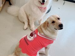 -共舞时光猫咖·狗咖(新街口店)