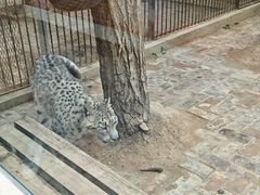 -青藏高原野生动物园