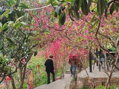 -桃源山庄·水蜜桃采摘·柴火鸡·烧烤团建(龙泉山店)