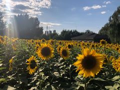 游乐设施-长白岛森林公园