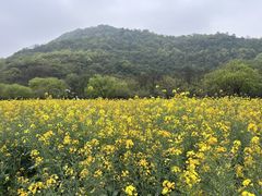 -八卦田遗址公园
