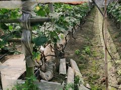 -马陆小张葡萄园农家乐