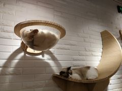 -momokira米努特·德文卷毛猫·棉花面纱犬