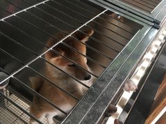 -柴犬高等学院·狗咖·柴犬售卖·宠物训练