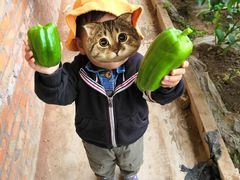 -万源龙顺度假庄园生态观光园