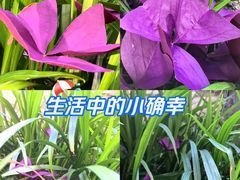 -龙头寺公园
