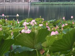 -莲花池公园