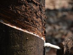 -西双版纳傣族园