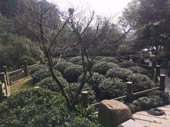 -十八棵（老龙井）御茶园(老龙井店)