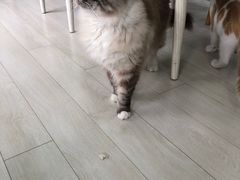 -喵的天空名猫咖啡馆·撸猫·猫舍·用品