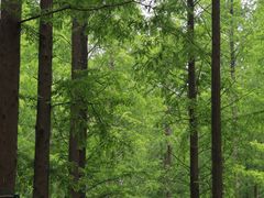 -黄海国家森林公园