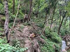 -黔灵山公园