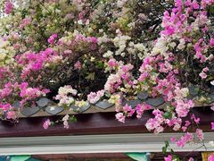 -深圳国际园林花卉博览园