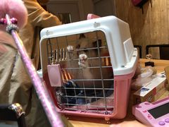 -喵zoo家庭繁育猫舍(尖东智能花园店)