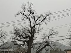 -康陵正德春饼宴26号