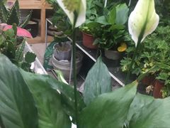 -双季花艺园艺市场(浦东店)