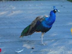 -福建鲤鱼洲酒店