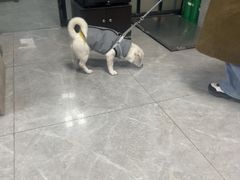-半岛宠物医院24小时(白果林店)