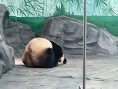 -秦皇岛野生动物园