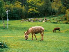 -武陵山森林公园