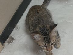 -安安宠医宠物医院·异宠·犬猫内科(岳阳分院)