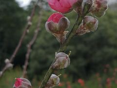 -云溪植物园