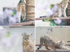 -青藏高原野生动物园