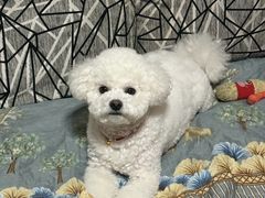 -艾贝尔宠物医院 ·内科全科(梁溪路店)