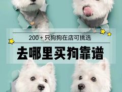 -萌宠之家·腊肠犬·马尔泰·小体犬舍