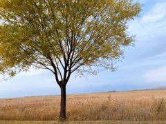 -野鸭湖国家湿地公园