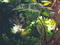 -青柠记忆泰式海鲜火锅(合生汇购物中心店)