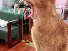 -猫小院猫主题咖啡厅(北锣店)