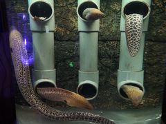 -梦幻海洋王国(吾悦广场张家港店)