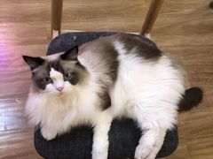 -滚猫咖啡·猫咖·猫友好撸猫(未来城店)