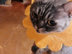 -猫猫幼稚园·撸猫·桌游·电玩